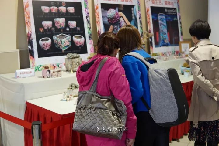 公认最美4种多肉植物图片,2014年上海多肉植物展图片