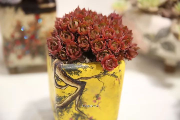 公认最美4种多肉植物图片,2014年上海多肉植物展图片