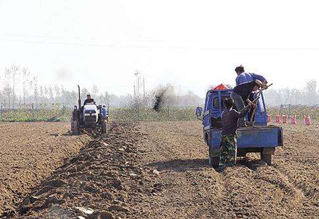 麦茬蒜种植法,重茬蒜地用什么防治地下病虫害
