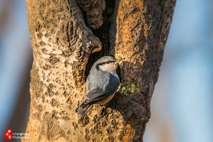 沈阳莫子山公园榆树,沈阳莫子山公园游记