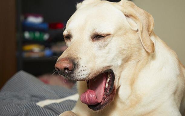 狗狗肠炎用庆大霉素还是蒙脱石散,狗狗肠炎拉血最快的治疗方法