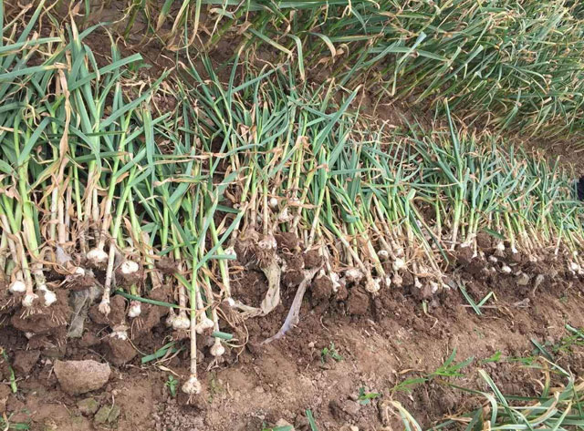 麦茬蒜种植法,重茬蒜地用什么防治地下病虫害