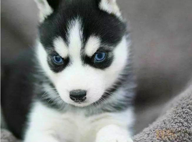 双11在网上买了不少东西,在网上花9.9元买的狗