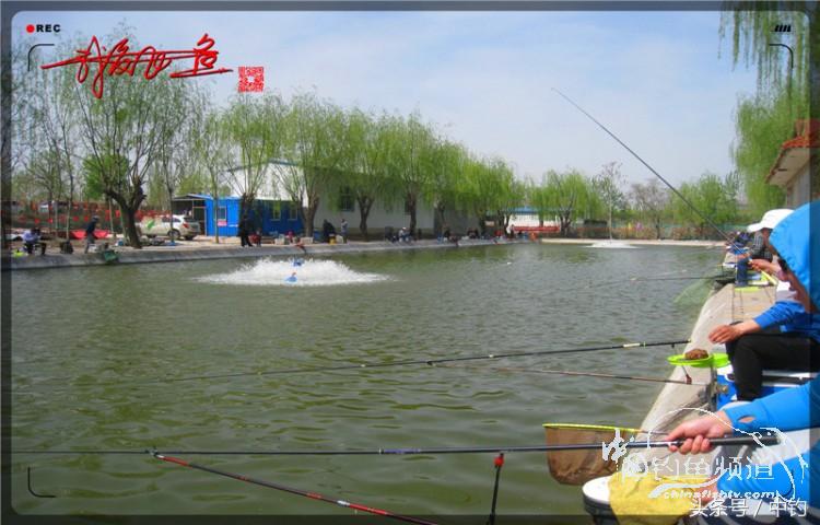 朋友相聚钓罗非,好友们相约一起钓鱼视频