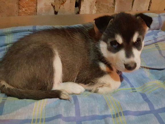 男子花600买了一只哈士奇，网友看之后调侃道：这是二哈的祖宗