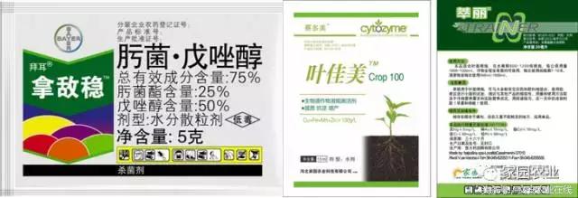 番茄坐果不好怎么办,番茄授粉率低怎么办