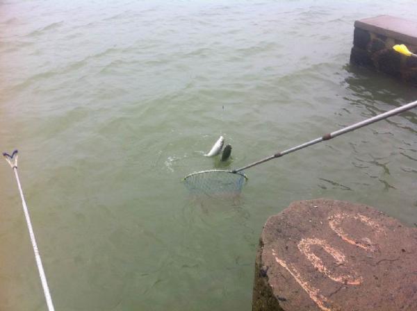 湛江钓水面乌头,湛江雷州钓乌头