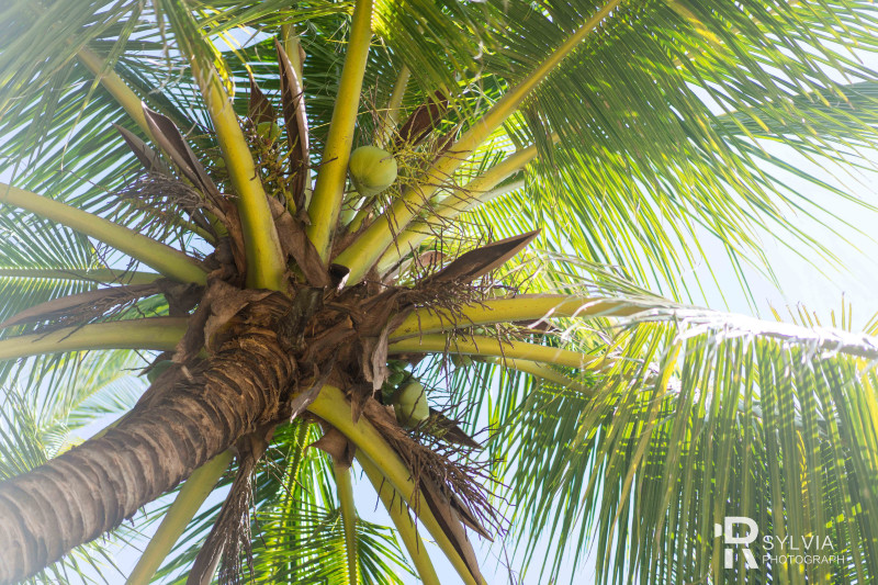 春节去三亚避寒攻略,冬天来三亚避寒