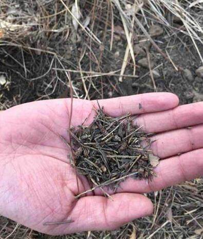 君子兰花怎么养才能开花多,盆养的君子兰叶片有长有短