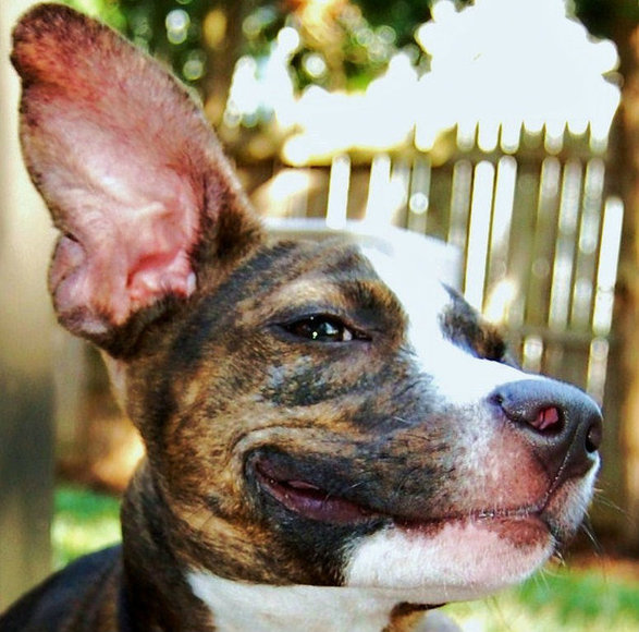 狗狗馋嘴怎么改,狗狗总是很兴奋怎么训练