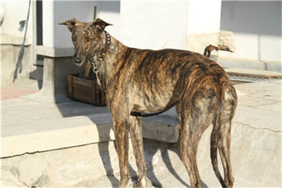 一个月的格力犬怎么挑选幼犬,挑选小格力犬的方法和技巧是什么