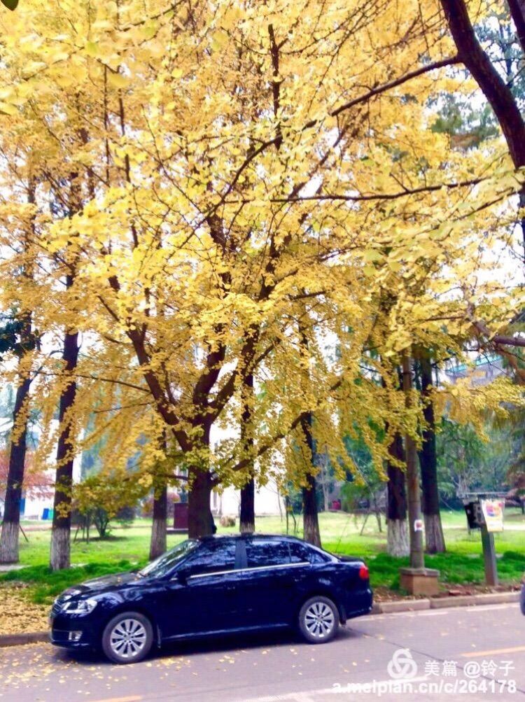 十大最美校园深圳大学,探访最美大学武汉大学