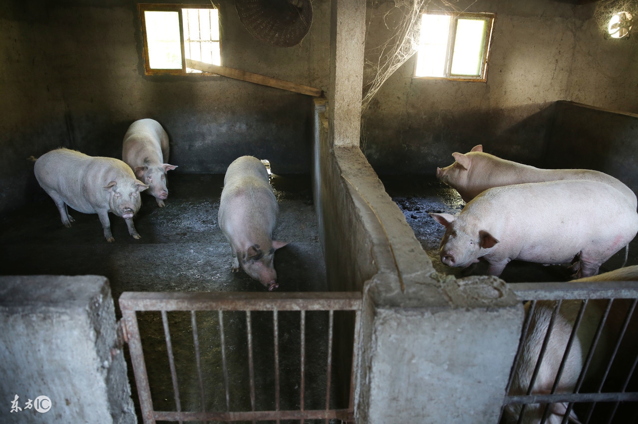 母猪输精怎么操作是正规的,母猪输精操作规程