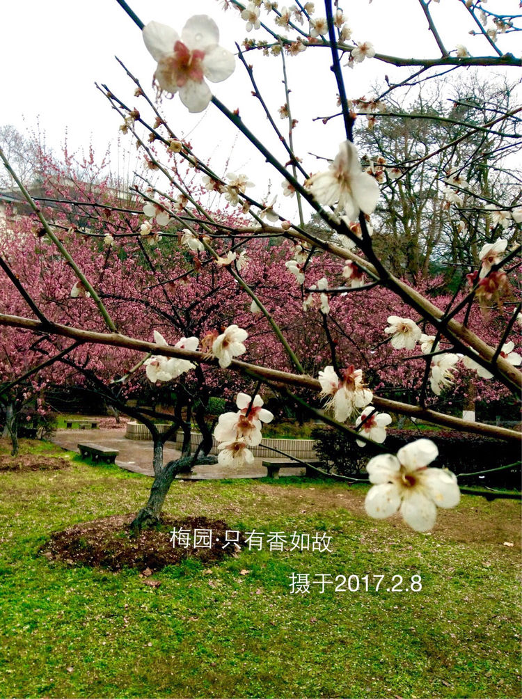 十大最美校园深圳大学,探访最美大学武汉大学