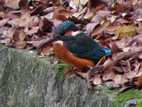 十大最美校园深圳大学,探访最美大学武汉大学