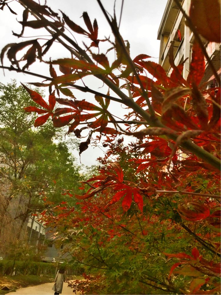 十大最美校园深圳大学,探访最美大学武汉大学