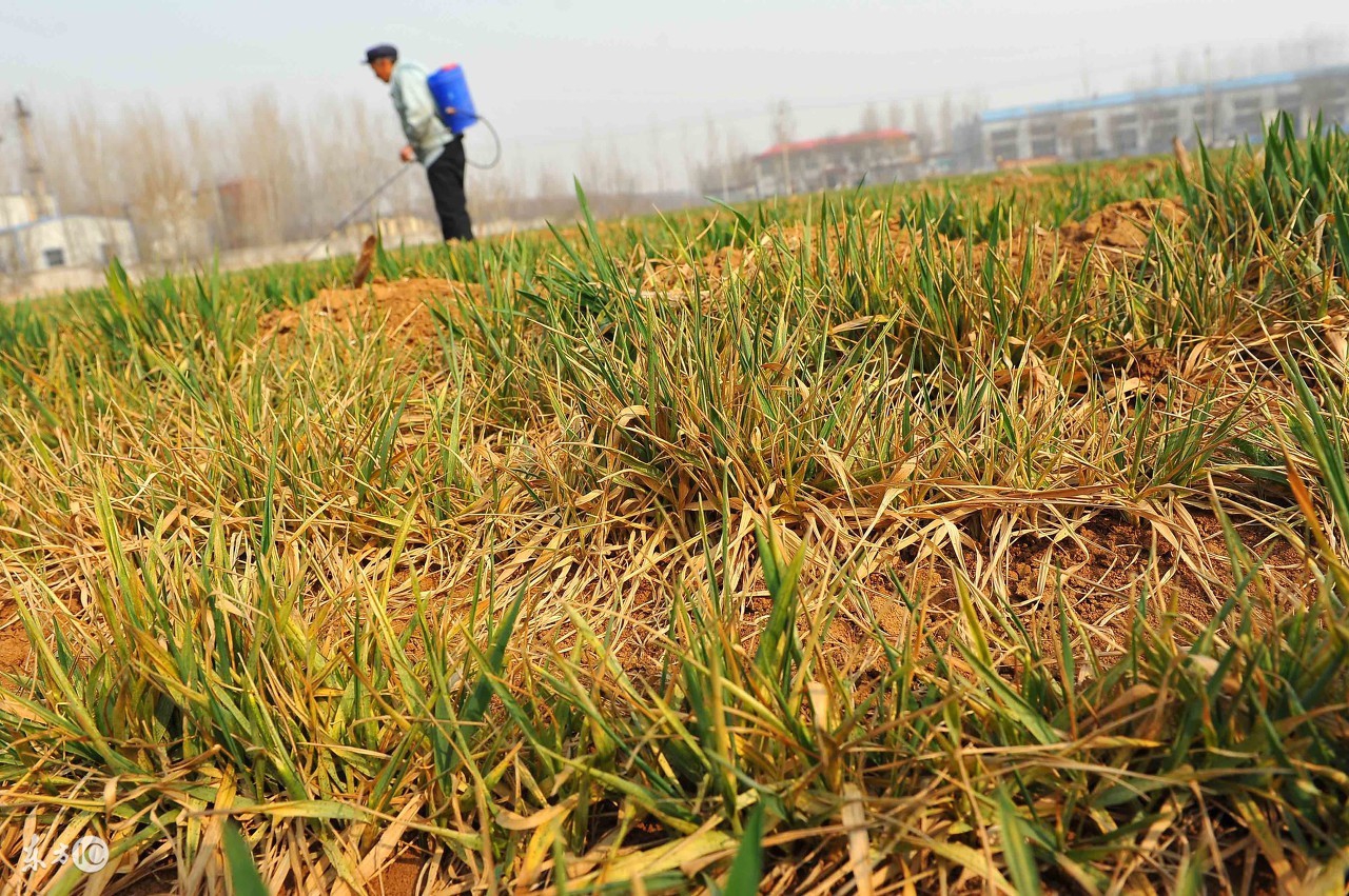 小麦除草剂药害后怎么补救,小麦发生除草剂药害后怎么补救