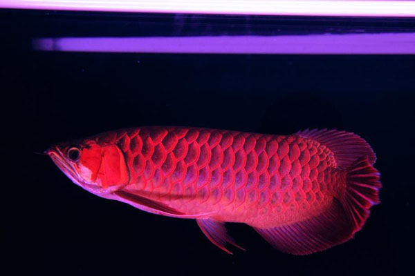 龙鱼顶灯怎么摆放不会掉眼,龙鱼顶灯最佳摆放位置图