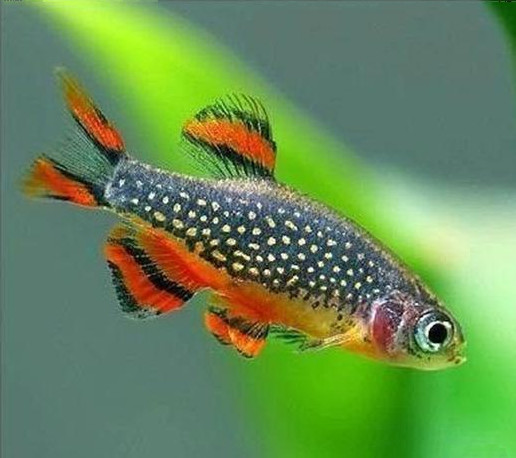 小型热带斑马鱼能在店里养吗,热带斑马鱼对水温要求