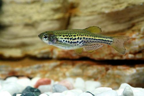 小型热带斑马鱼能在店里养吗,热带斑马鱼对水温要求