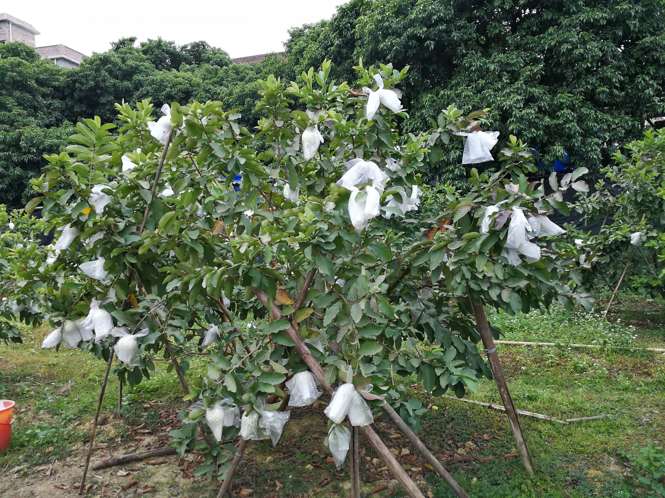 中山摘番石榴果园,摘番石榴果园附近