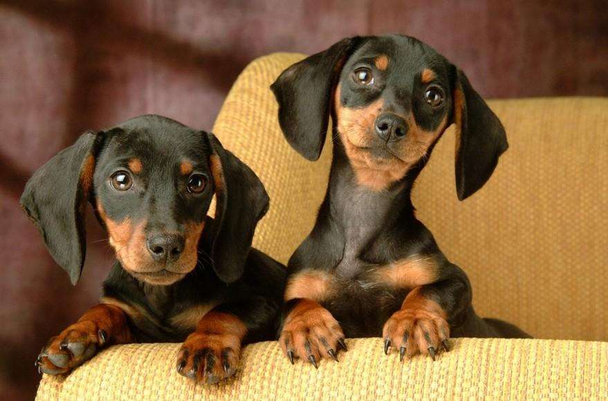 狗狗品种大全及图,狗狗品种大全价格