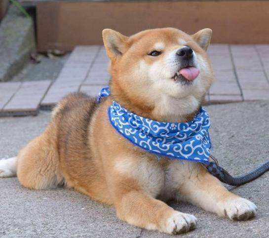 狗狗品种大全及图,狗狗品种大全价格