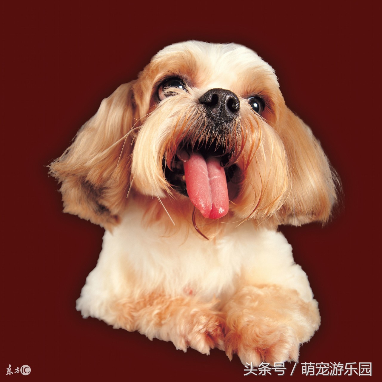 狗狗用品被投毒怎么办,狗狗误食有毒的东西怎么救