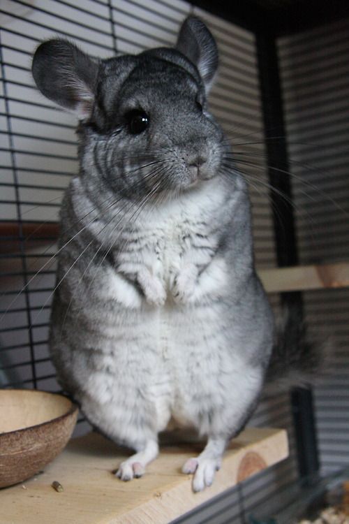 养龙猫的必需品 (龙猫的窝必须准备哪些东西)