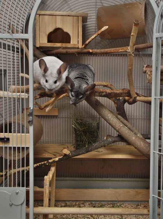 养龙猫的必需品 (龙猫的窝必须准备哪些东西)