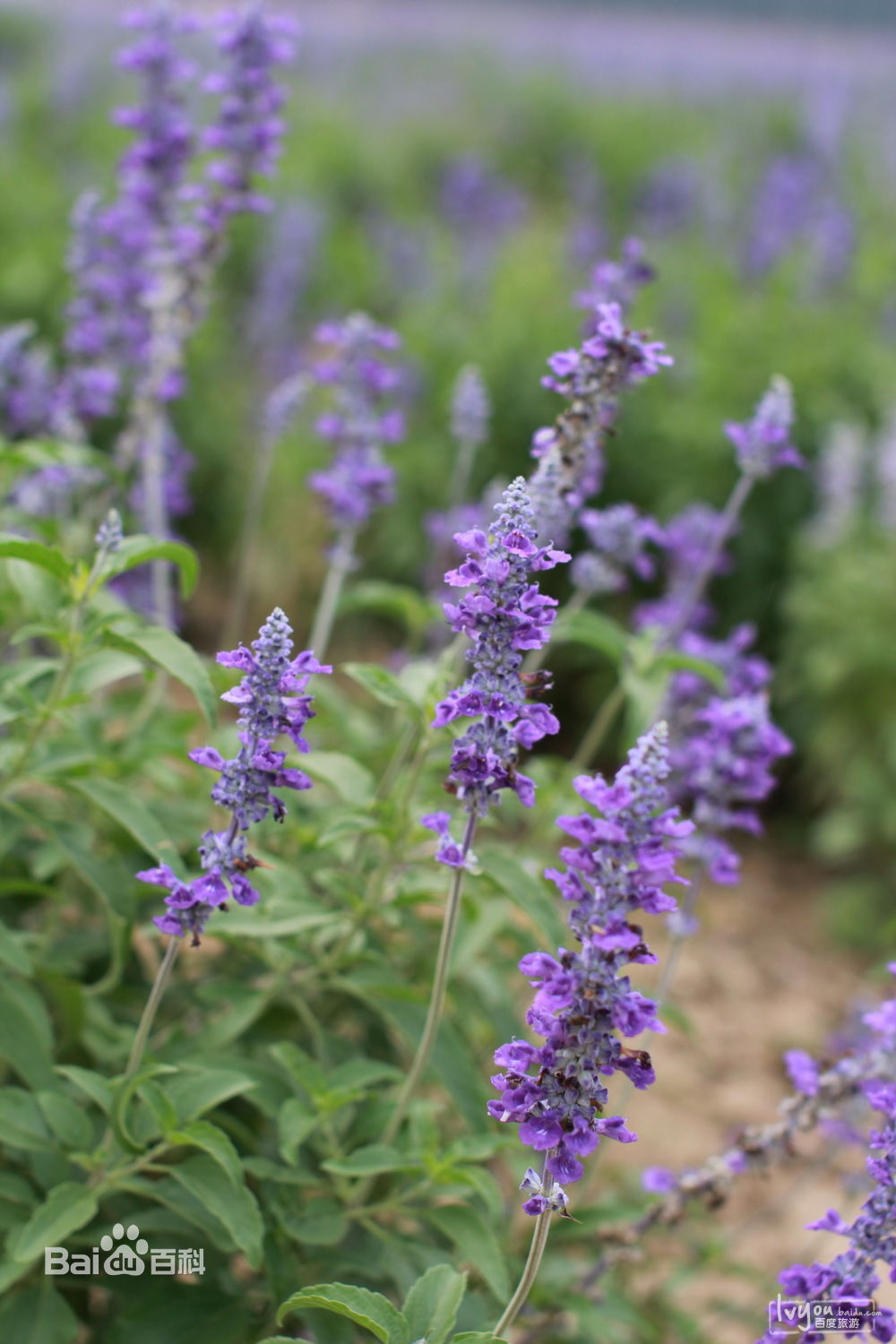蓝调薰衣草庄园官网,蓝调薰衣草庄园别墅