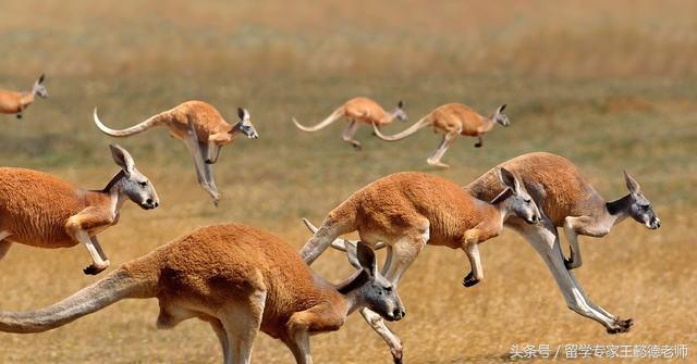 澳式英语基础,澳式英语