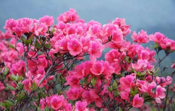 杜鹃花的鉴赏方法,关于杜鹃花的养护知识资料