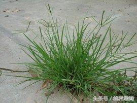 养鸽子必备的药物,要想鸽子不生病平常喂点什么呢