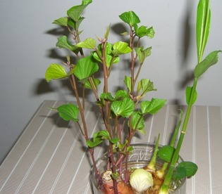 盆栽生姜如何发芽多,生姜发芽了可以种盆栽