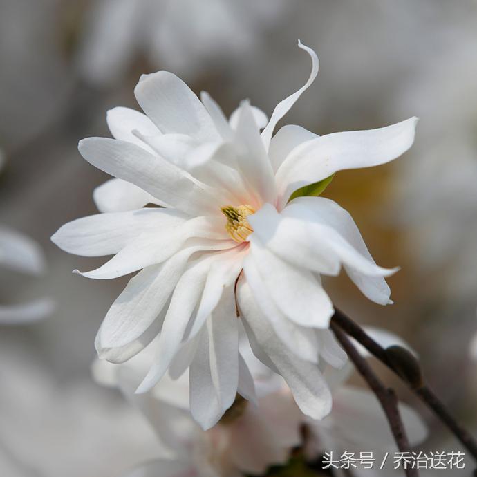 祖玛珑香水星花木兰,祖马龙花木兰香氛
