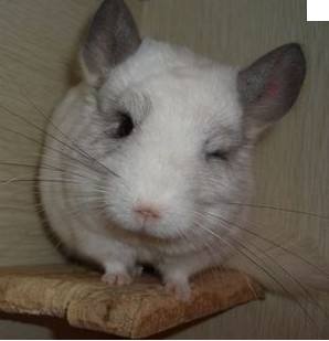 龙猫喂养最好的方法,龙猫喂养的正确方式