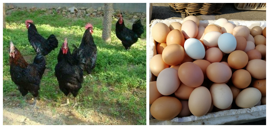 乌鸡为什么下普通鸡蛋,乌鸡下了粉蛋什么原因