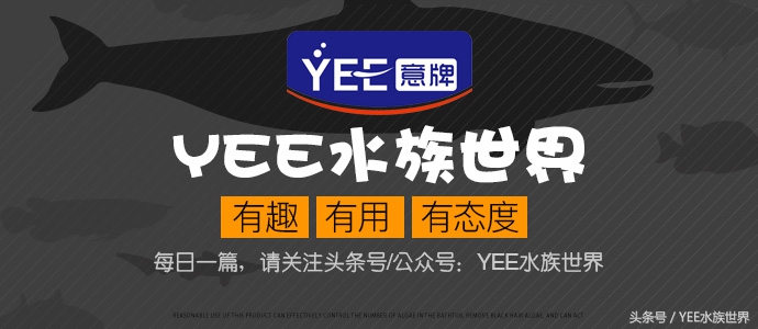 十大名贵淡水观赏鱼排行榜,十大淡水观赏鱼排行榜