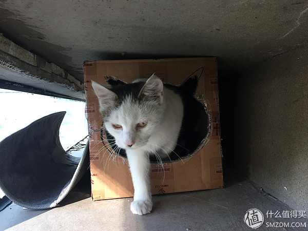 捡到的猫咪要不要归还给原主子,捡到一只流浪猫要注意事项