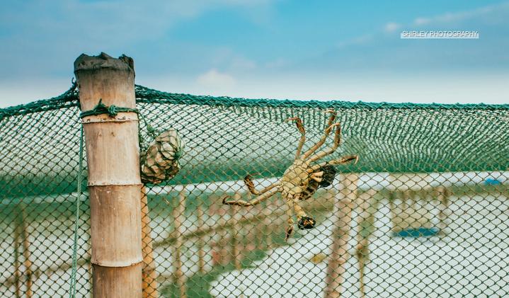 吃蟹游玩攻略,一场关于上海的旅行