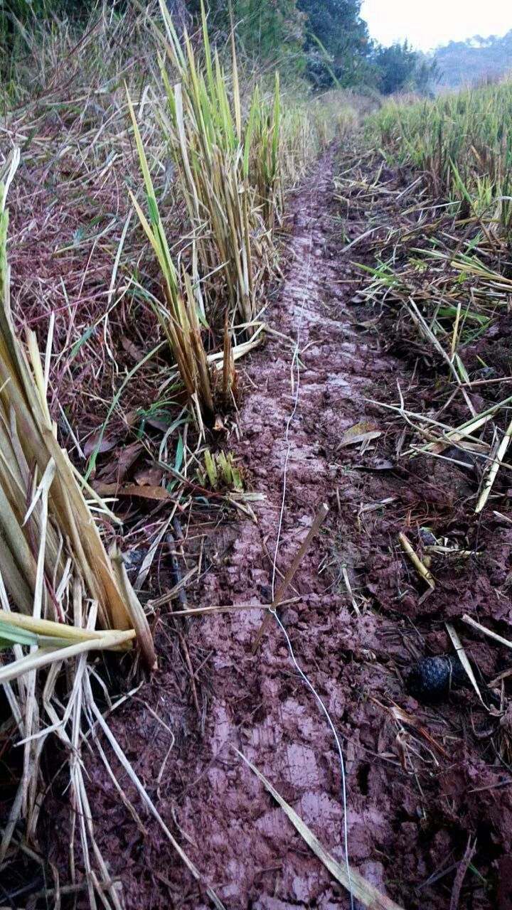 闽西八大干之一老鼠干由来,闽西八大干真的是老鼠做的吗