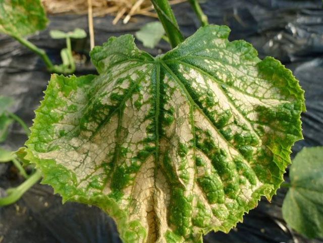 大棚黄瓜土壤盐害怎么解决,黄瓜氨气害最佳治疗方法