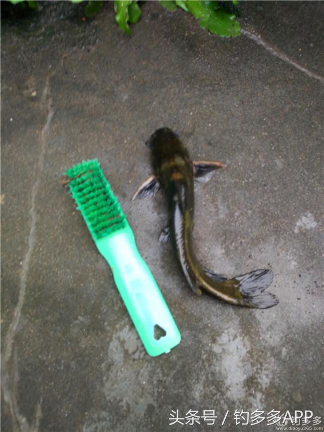 钓叟张演义第二回钓具DIY：擒黄颡首战告捷，失白翘再钓铩羽