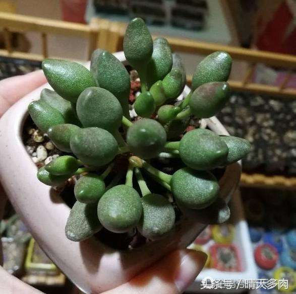 水泡系列的多肉品种大全,一见钟情情有独钟