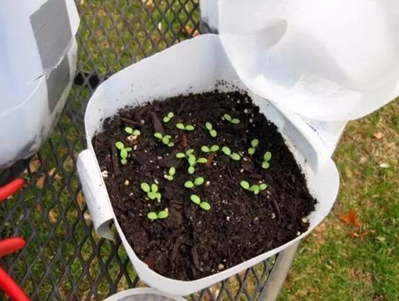 小瓶子手工制作小东西养花,省钱10大养花神器1个塑料瓶做出来