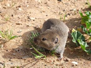 闽西八大干之一老鼠干由来,闽西八大干真的是老鼠做的吗