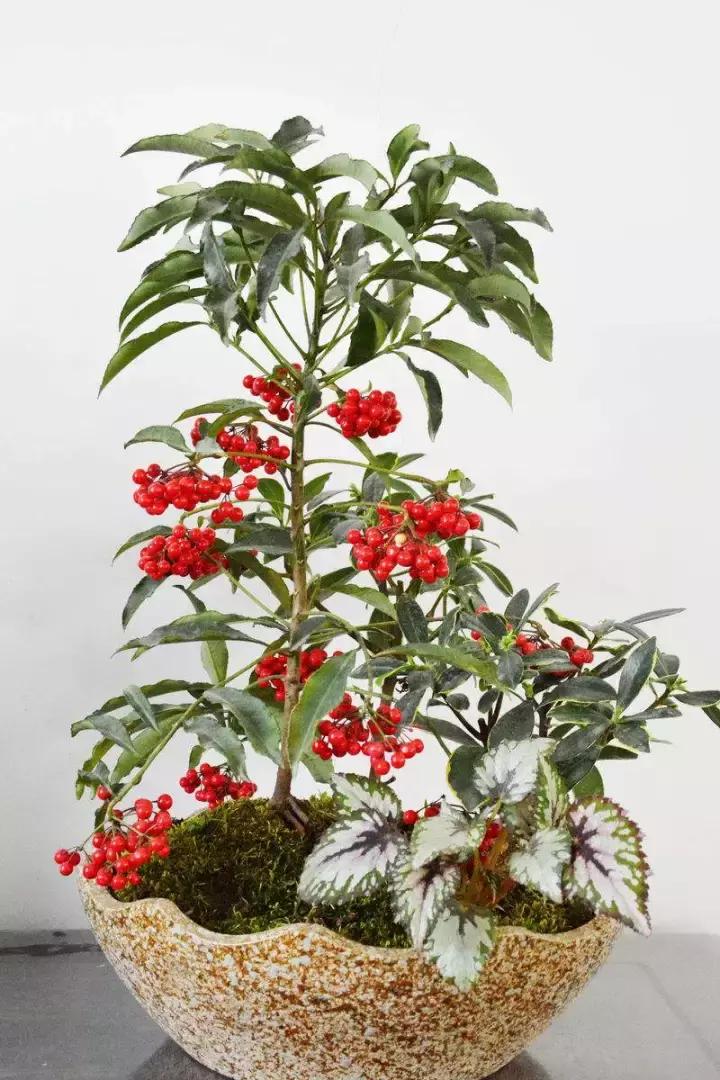 客厅能养金玉满堂吗,客厅养金枝玉叶花好吗