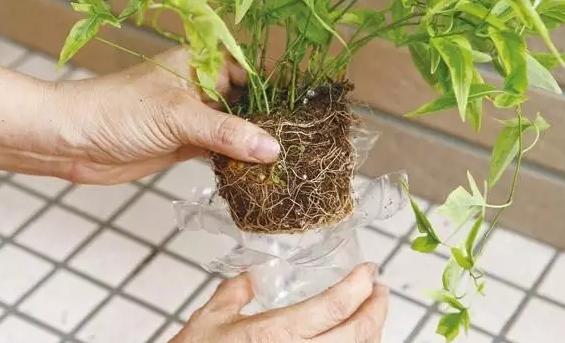 小瓶子手工制作小东西养花,省钱10大养花神器1个塑料瓶做出来