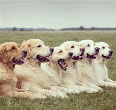 怎么改掉金毛拆家的毛病,如何改掉金毛乱拉的毛病